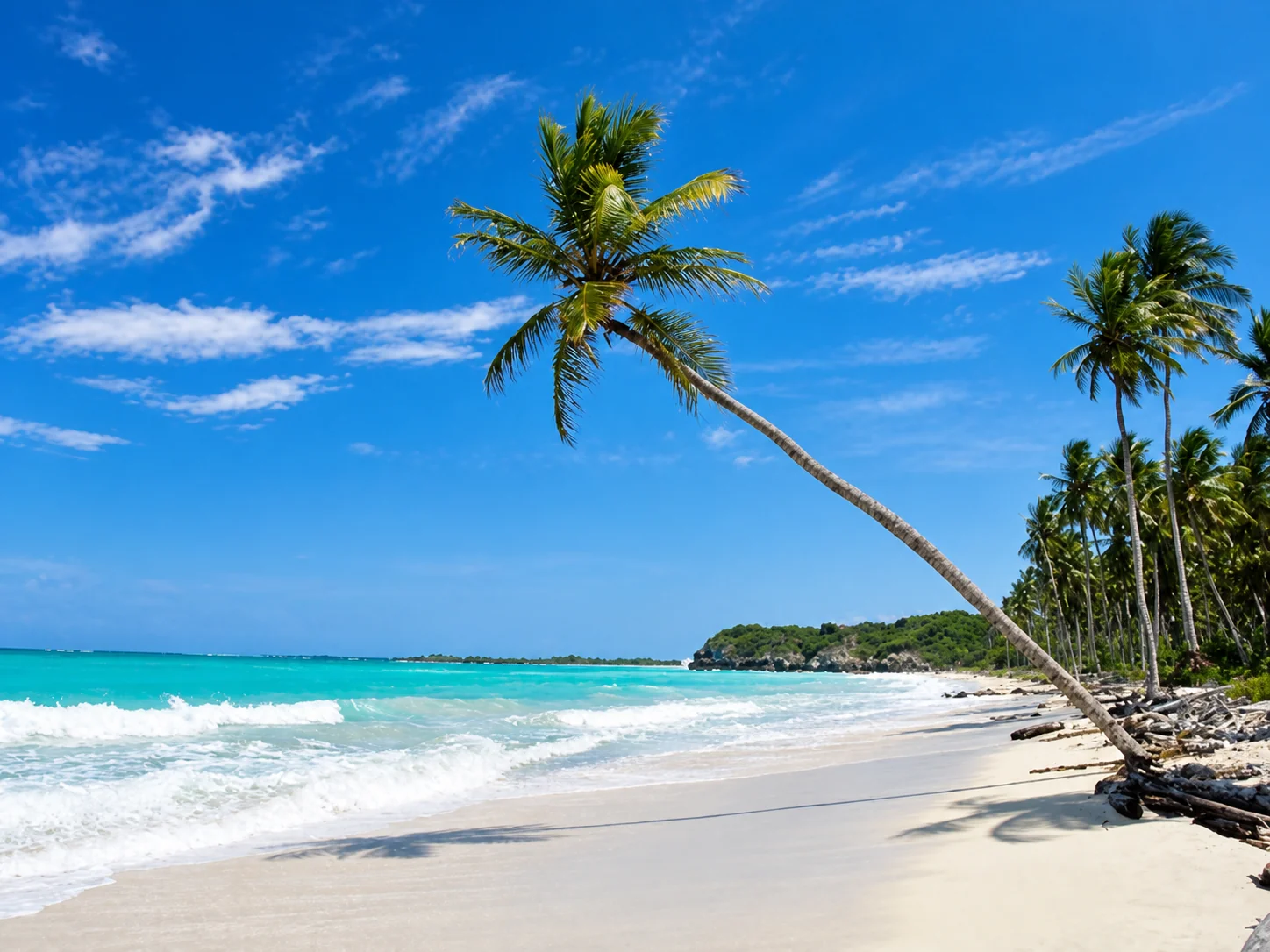 A leaning palm above a white sand beach and turquoise waves in St. Thomas