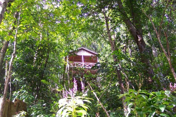 Jungle Bay photo 11